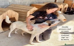 Mixed Breed dogs for adoption: Colonel, 5 yrs approx. Available for adoption  - Image 11