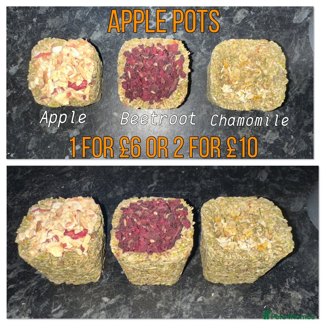 Hamster rodents for sale: Baby hamsters - Advert 3