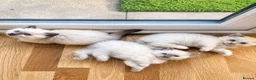 Ragdoll cats for stud: Ragdoll Stud - Experienced  - Advert 3