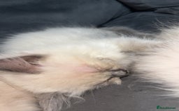Ragdoll cats for sale: Ragdoll Kittens Ready Now🐾💕 - Image 8