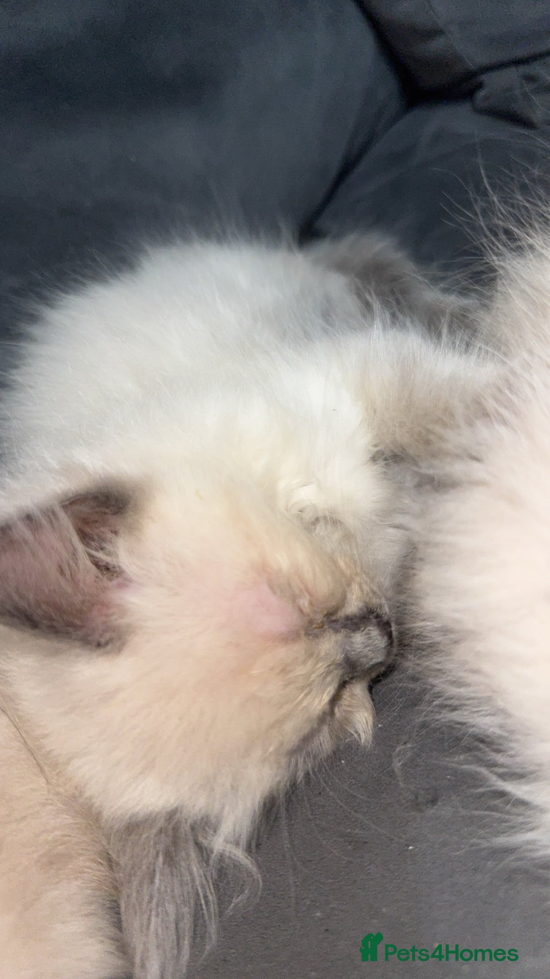 Ragdoll cats for sale: Ragdoll Kittens Ready Now🐾💕 - Image 8