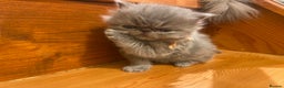Persian cats for sale: Stunning pedigree Persian kittens - Advert 22