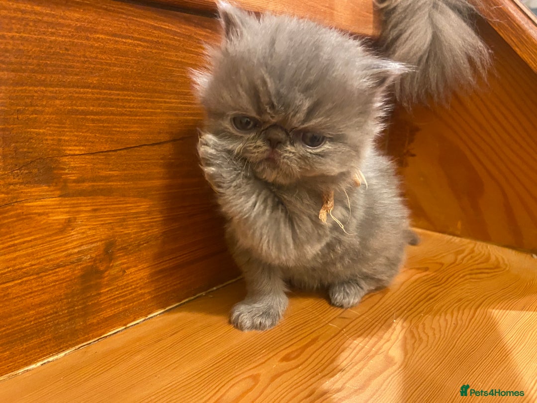 Persian cats for sale: Stunning pedigree Persian kittens - Advert 22