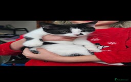 Mixed Breed cats for sale: 8 week old kittens for sale  - Advert 1