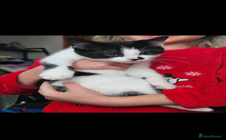 Mixed Breed cats 9 week old kittens for sale  - Advert 2