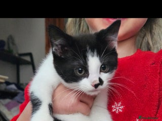 Mixed Breed cats 9 week old kittens for sale - Advert 2