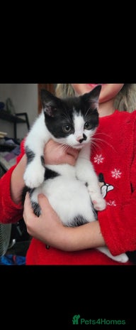 Mixed Breed cats 8 week old kittens for sale - Advert 2