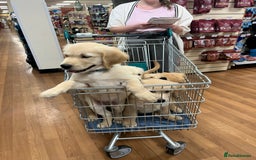 Golden Retriever dogs for sale: 6 Beautiful Golden Retrievers 1 boy Available  - Image 4