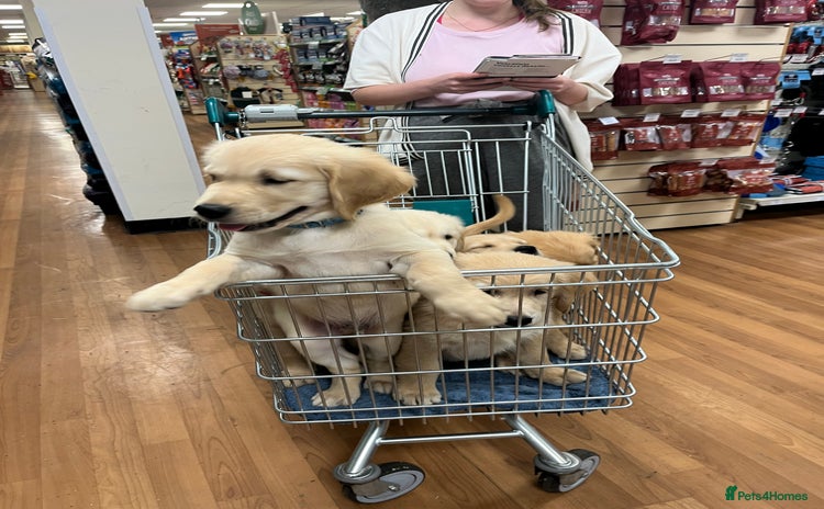 Golden Retriever dogs - Advert 3