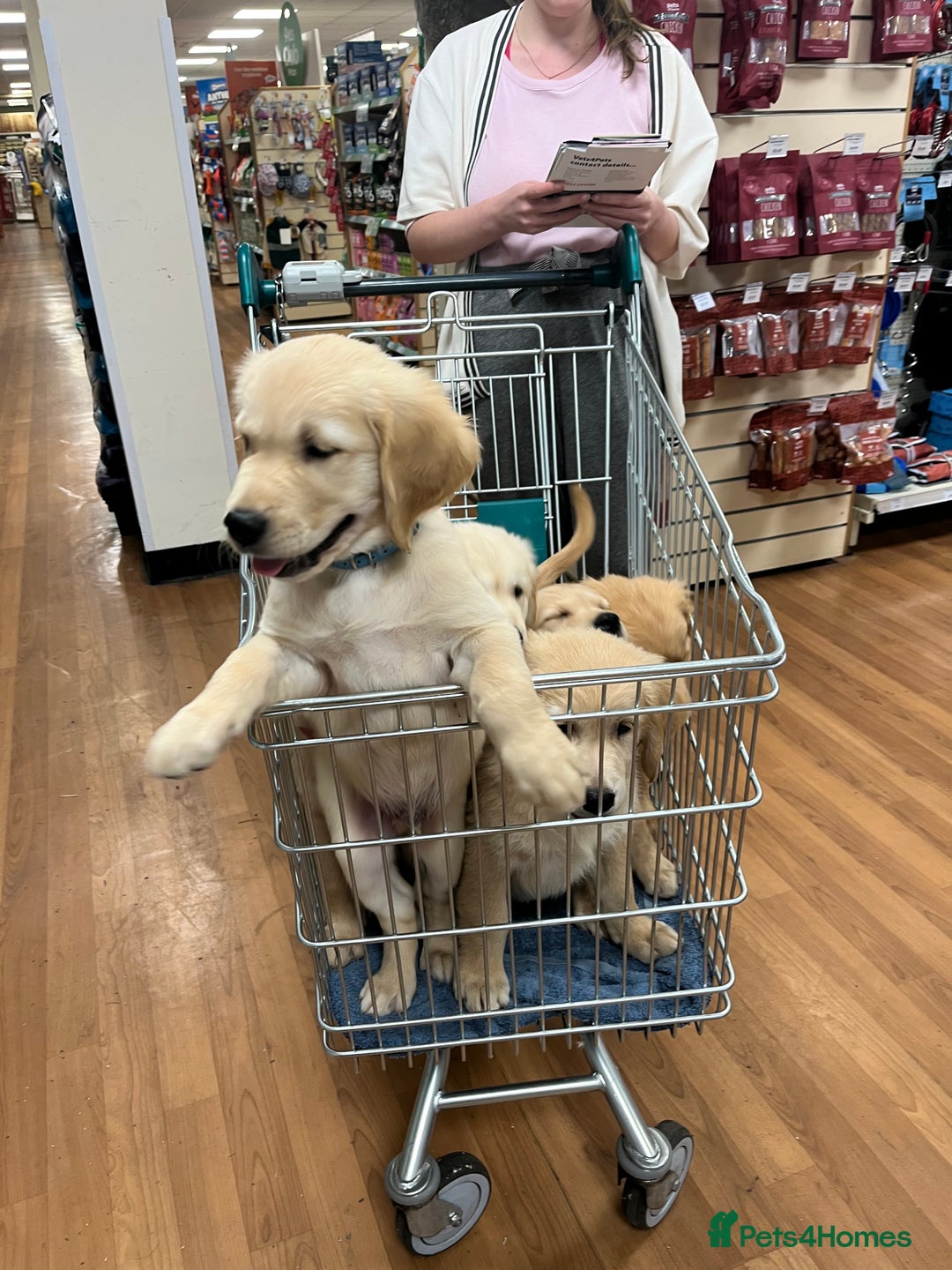 Golden Retriever dogs for sale: 6 Beautiful Golden Retrievers 1 boy Available  - Image 4