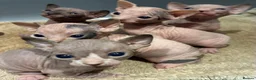 Sphynx cats for sale: 2 beautiful sphinx boys - Advert 3
