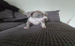 Staffordshire Bull Terrier dogs for sale: Staffordshire bull terrier puppy's  - Image 3