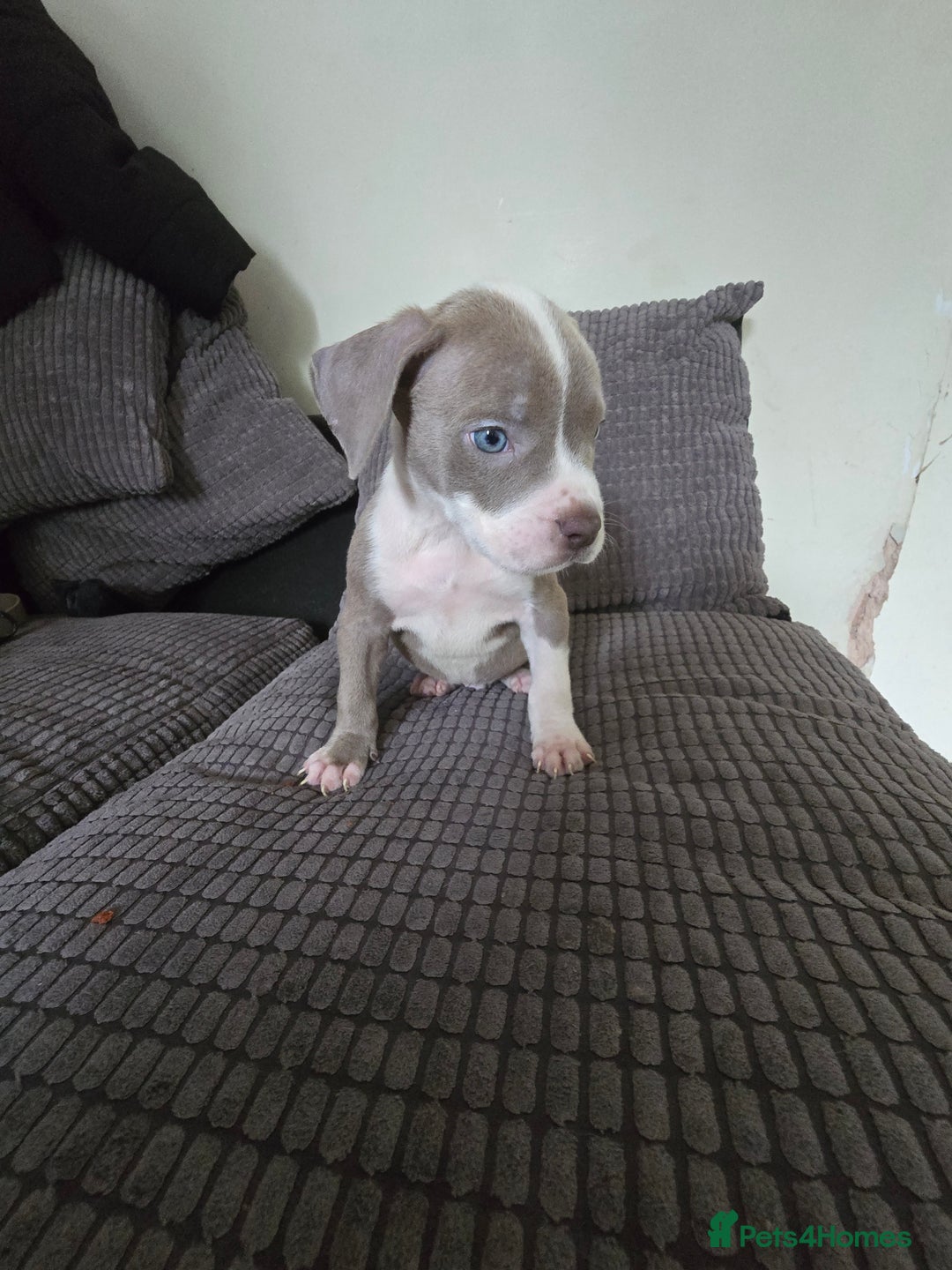 Staffordshire Bull Terrier dogs for sale: Staffordshire bull terrier puppy's  - Image 3
