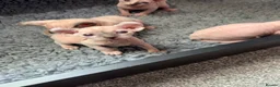 Sphynx cats for sale: Rare seal pointed Elf/Dwelf Sphynx kittens in Norwich - Advert 3