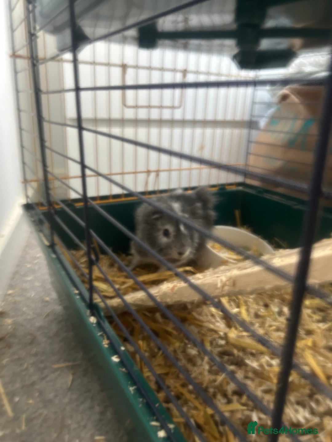 Guinea Pig rodents for sale: Lovely Paired male guinea pigs - Image 5