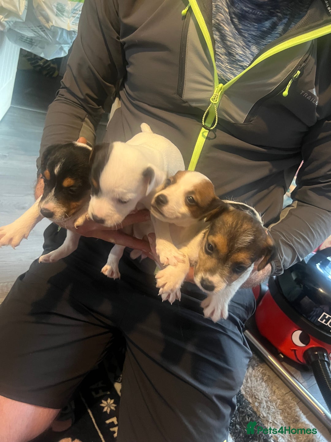 Jack Russell dogs for sale: Working or pet  - Image 4
