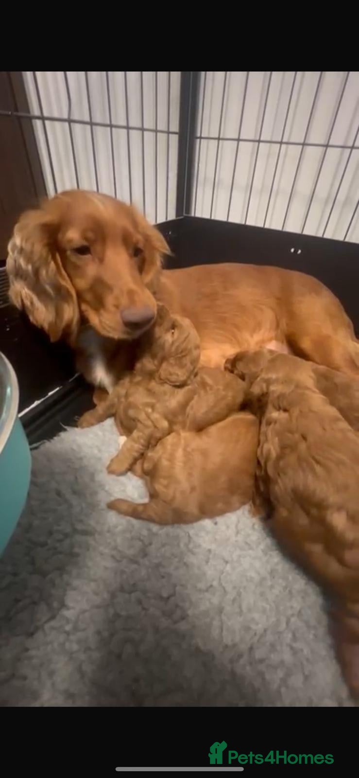 Cockapoo dogs Cockerpoo puppies  - Advert 1