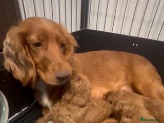 Cockapoo dogs Cockerpoo puppies - Advert 1