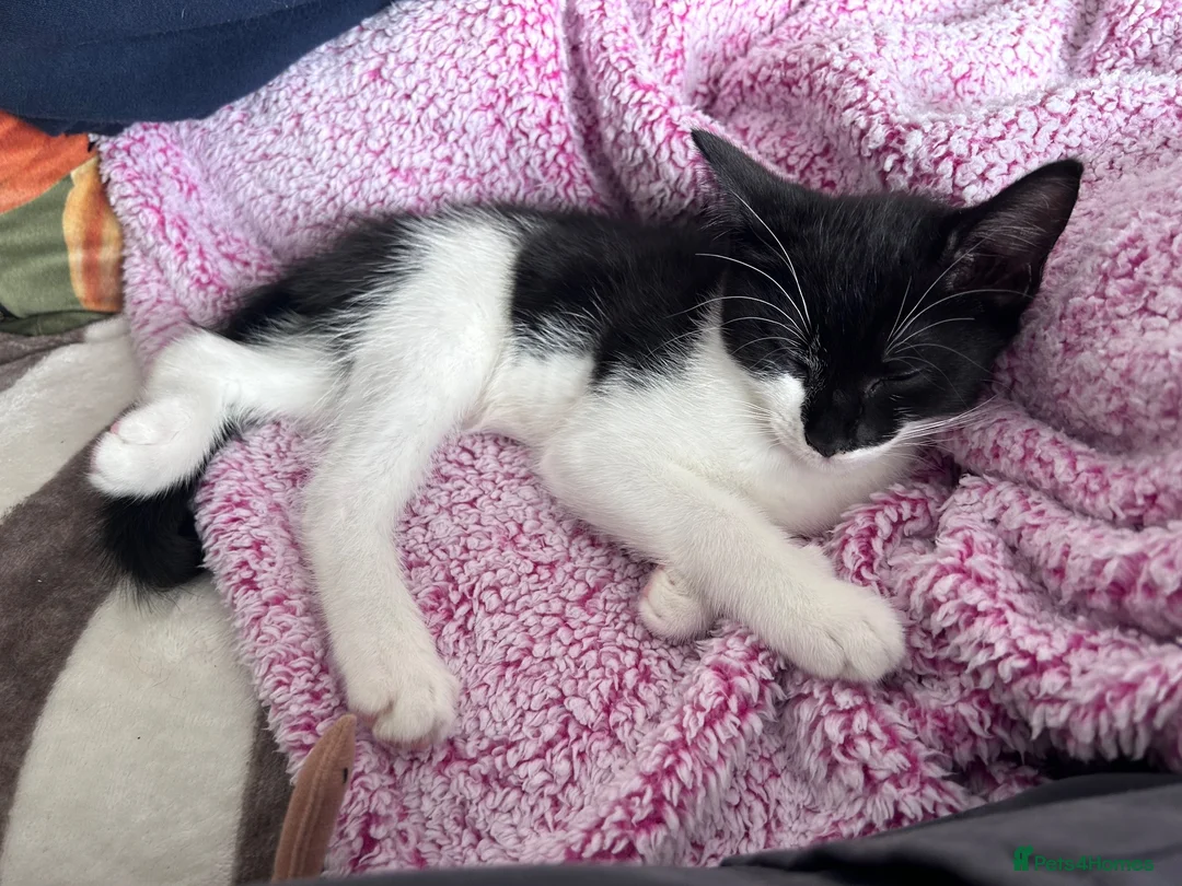Mixed Breed cats for sale: Black and White Kitten - Advert 4