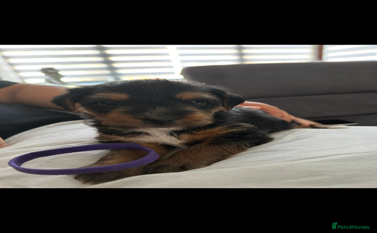 Mixed Breed dogs - Advert 1
