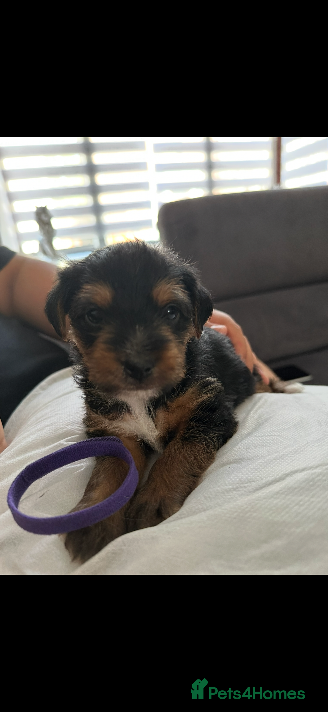 Mixed Breed dogs for sale: 4 adorable puppies looking for a new home  - Image 1