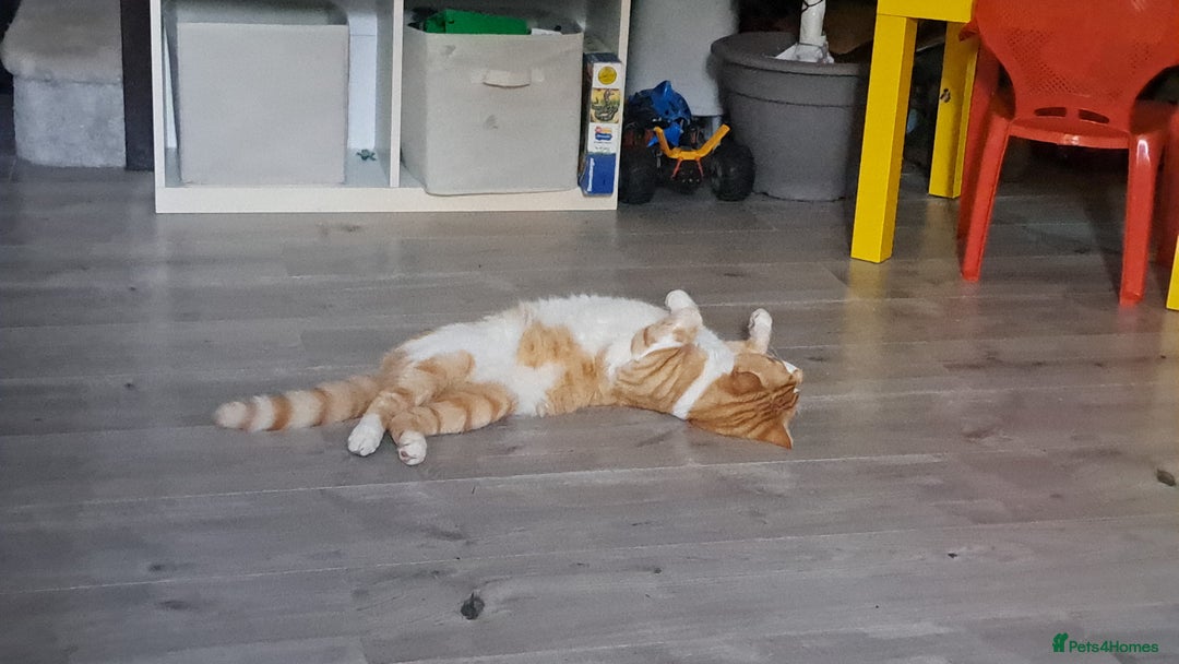 Domestic Shorthair cats for sale: Handsome Ginger Tom  - Image 2