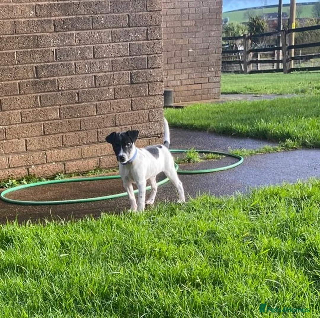 Mixed Breed dogs for sale: Jack Russell x Lakeland terrier - Advert 7