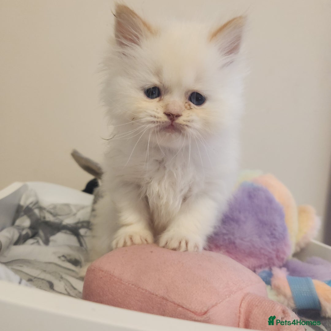 Persian cats for sale: 2 beautiful boys ready this weekend  - Image 4