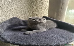Scottish Fold cats for sale: Beautiful Scottish folds and straights kittens🎀 - Image 27