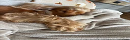 Cocker Spaniel dogs for sale: Show cocker spaniel puppies sired by Rizi Bizi - Advert 39