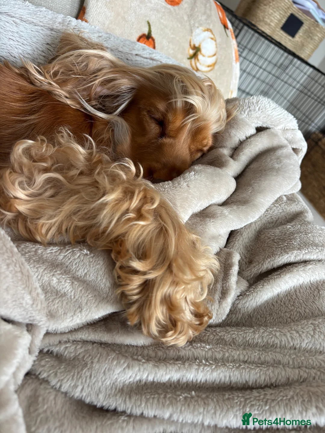 Cocker Spaniel dogs for sale: Show cocker spaniel puppies sired by Rizi Bizi - Advert 39