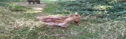 Griffon Bruxellois dogs for sale: Chocolate male - Advert 3