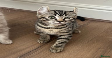Scottish Fold cats - Advert 2