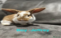 Mini Lop rabbits for sale: Stunning Mini Lop Bucks  - Image 15