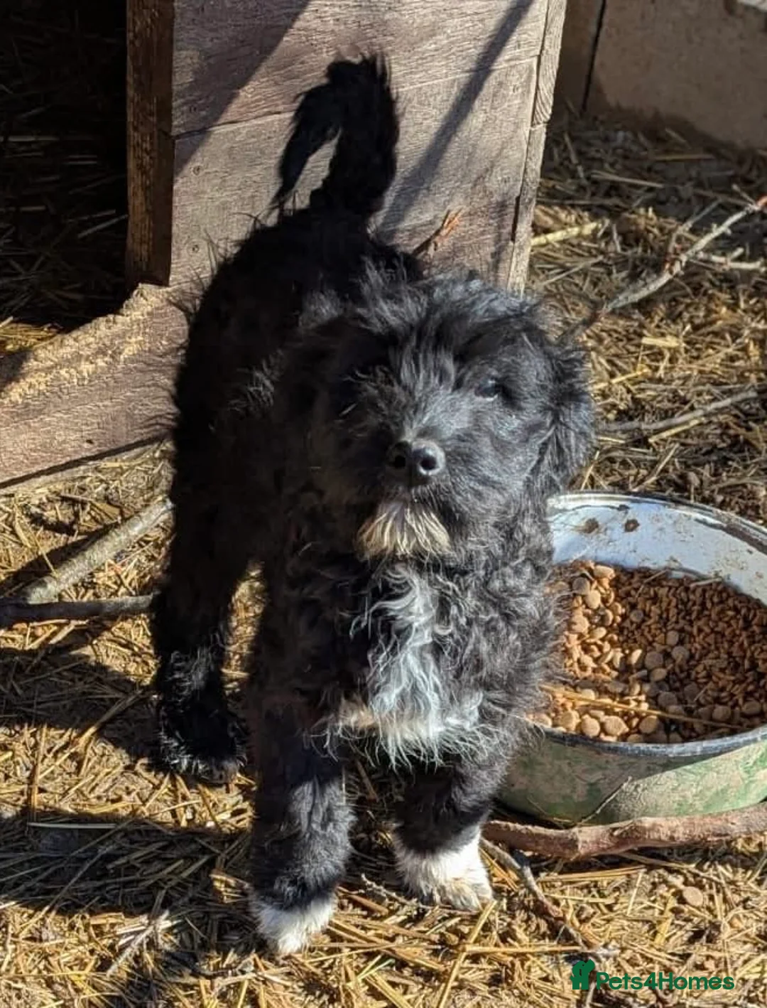 Mixed Breed dogs for adoption: Everest  - Advert 2