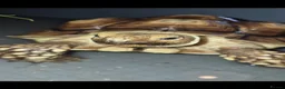 Tortoise reptiles for sale: Beautiful Sulcata tortoise - Advert 2