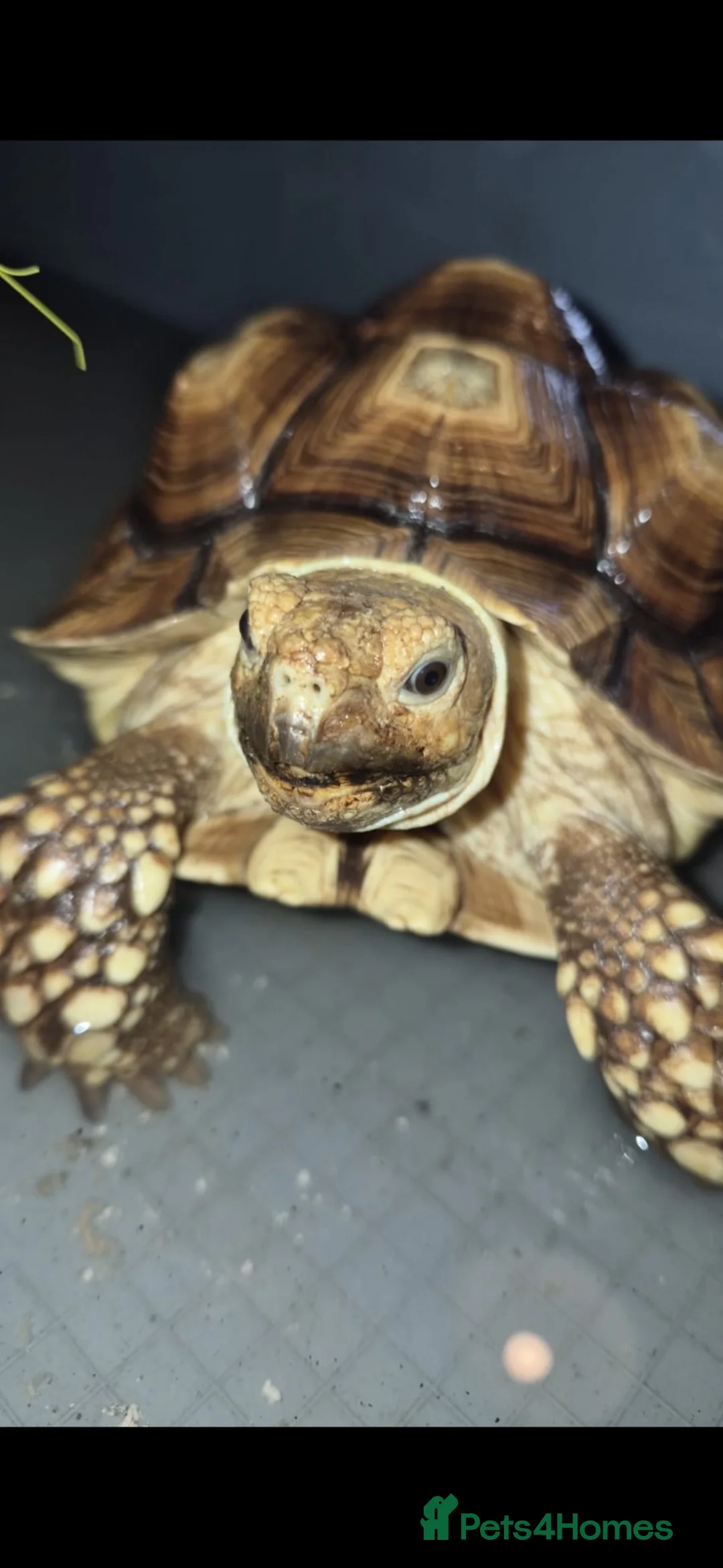Tortoise reptiles for sale: Beautiful Sulcata tortoise - Advert 2