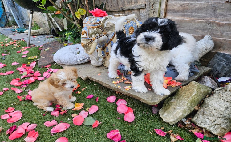 Maltipoo dogs - Advert 4