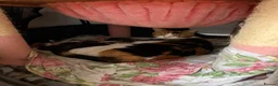 British Shorthair cats for sale: Adorable Golden British Shorthair Kitten - Advert 9