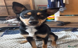 Australian Kelpie dogs for sale: Australian kelpi/ mix unknown ******  - Image 2