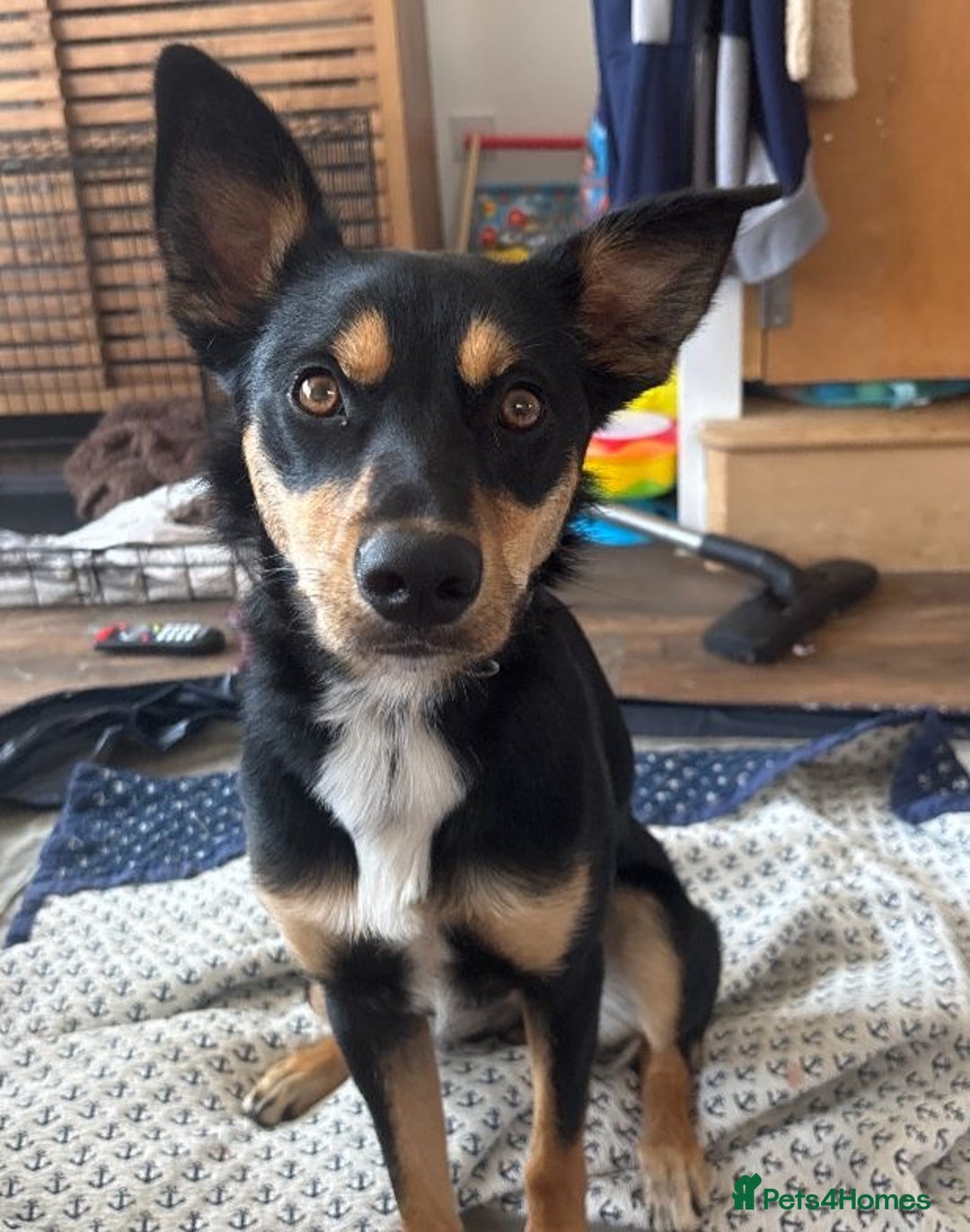 Australian Kelpie dogs for sale: Australian kelpi/ mix unknown ******  - Image 2