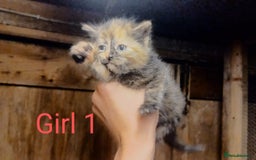 Mixed Breed cats for sale: FREE TO A GOOD HOME! adorable kittens for sale - Image 18