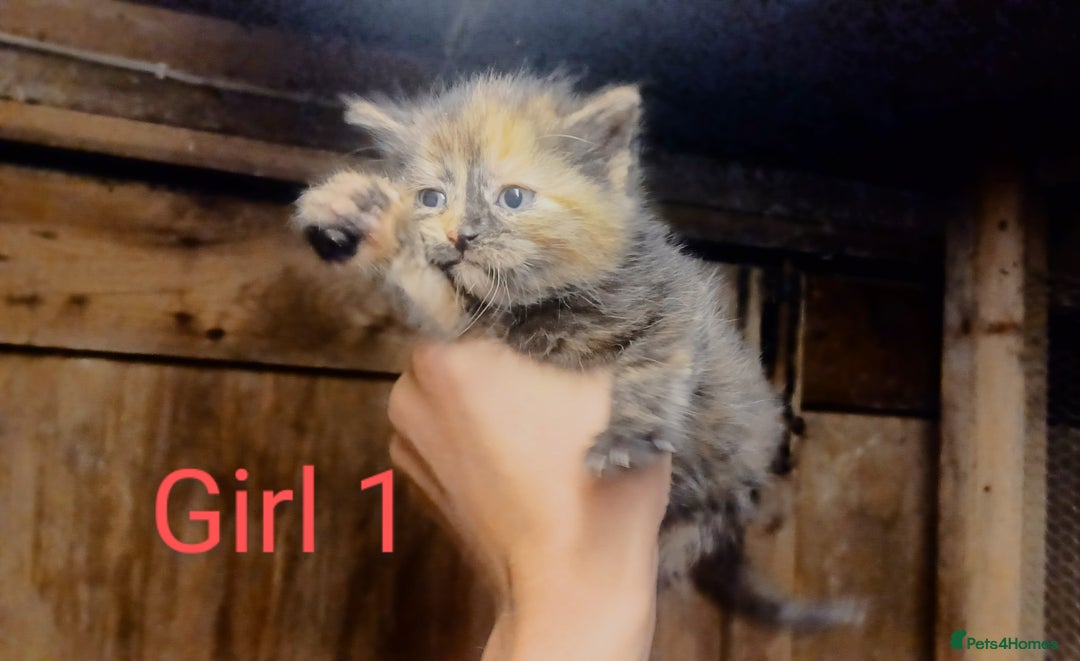 Mixed Breed cats for sale: FREE TO A GOOD HOME! adorable kittens for sale - Image 18