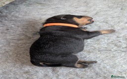 Rottweiler dogs for sale: Rottweiler puppies  - Image 16
