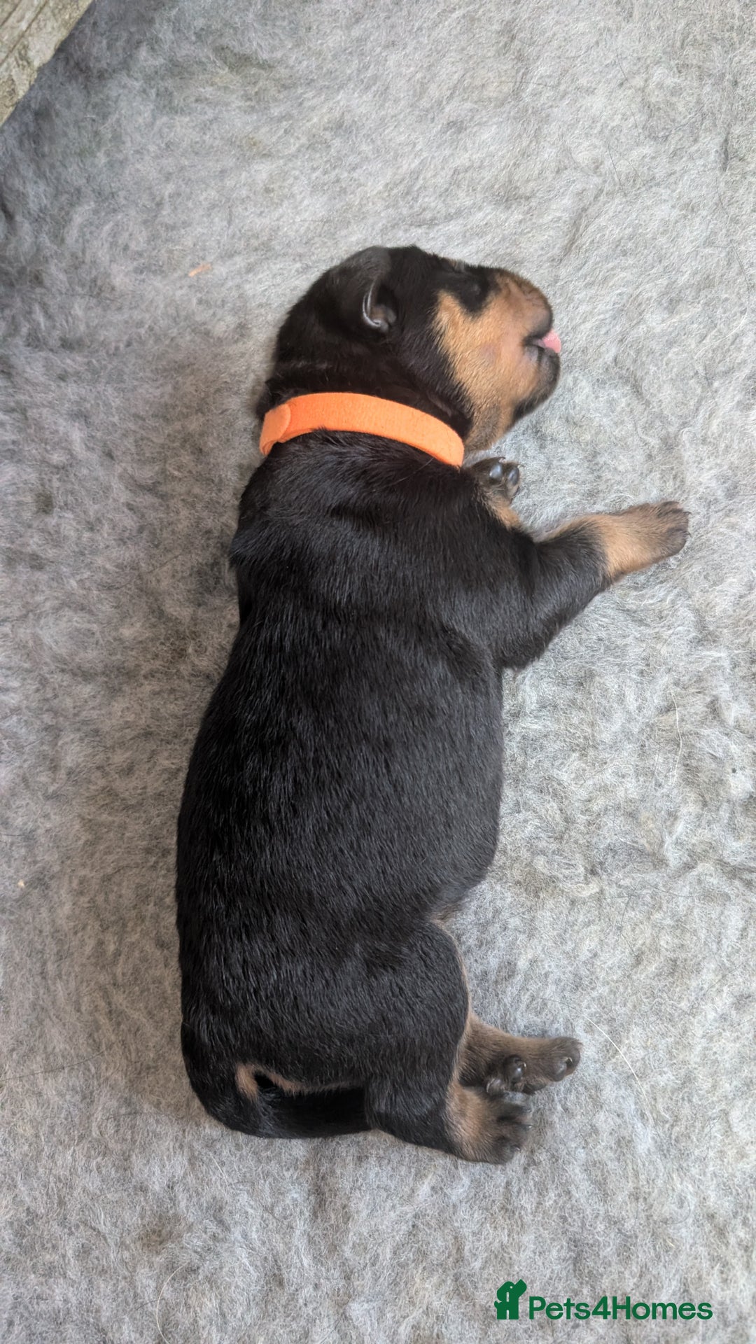 Rottweiler dogs for sale: Rottweiler puppies  - Image 16