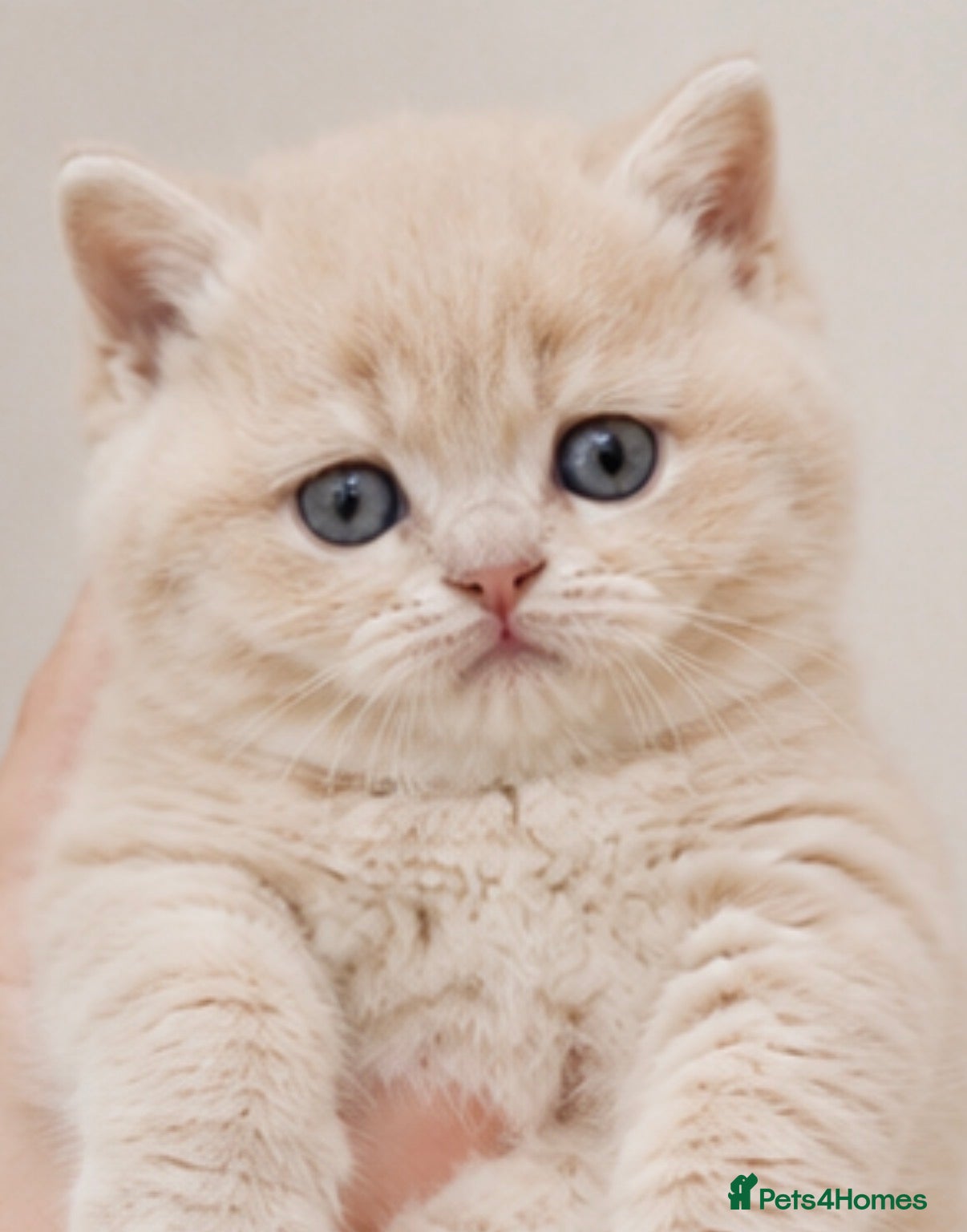 British Shorthair cats 🐾2 Gorgeous  boys left! 🐾 - Advert 8