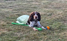 Cocker Spaniel dogs for sale: Cocker Spaniel Puppies  - Image 3