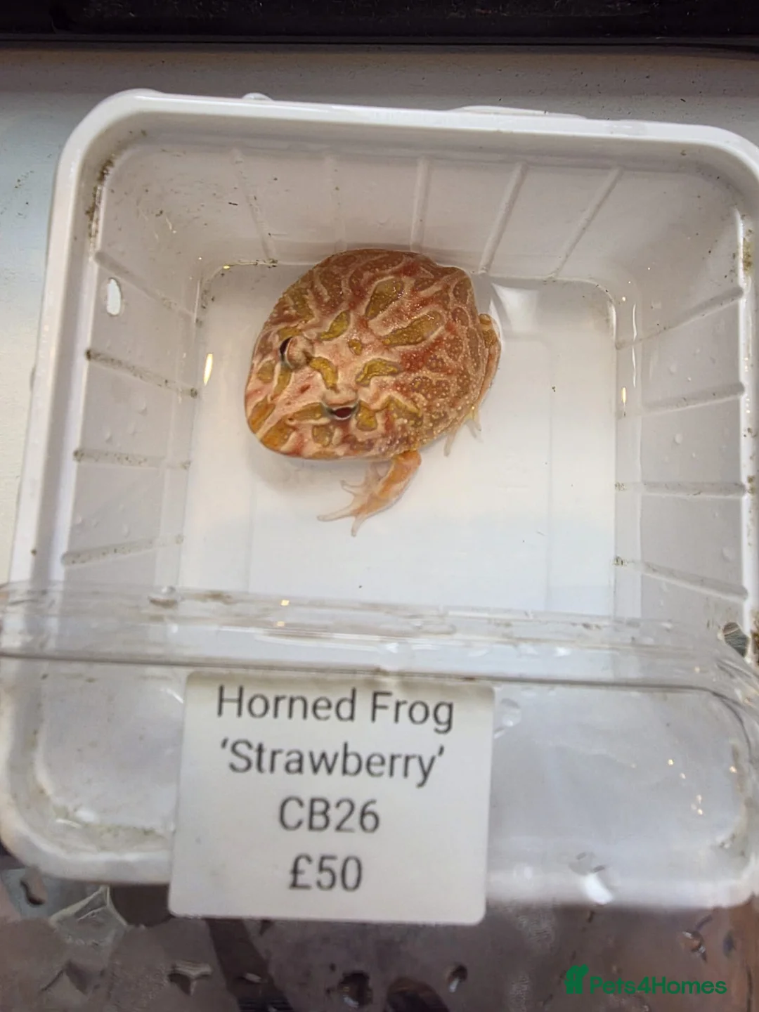 Turtle reptiles for sale: 2 common Snapping only 2 pac man frogs left - Advert 2
