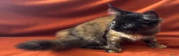 Maine Coon cats for sale: ONLY 2 LEFT GCCF PEDIGREE MAINECOON KITTENS - Advert 24