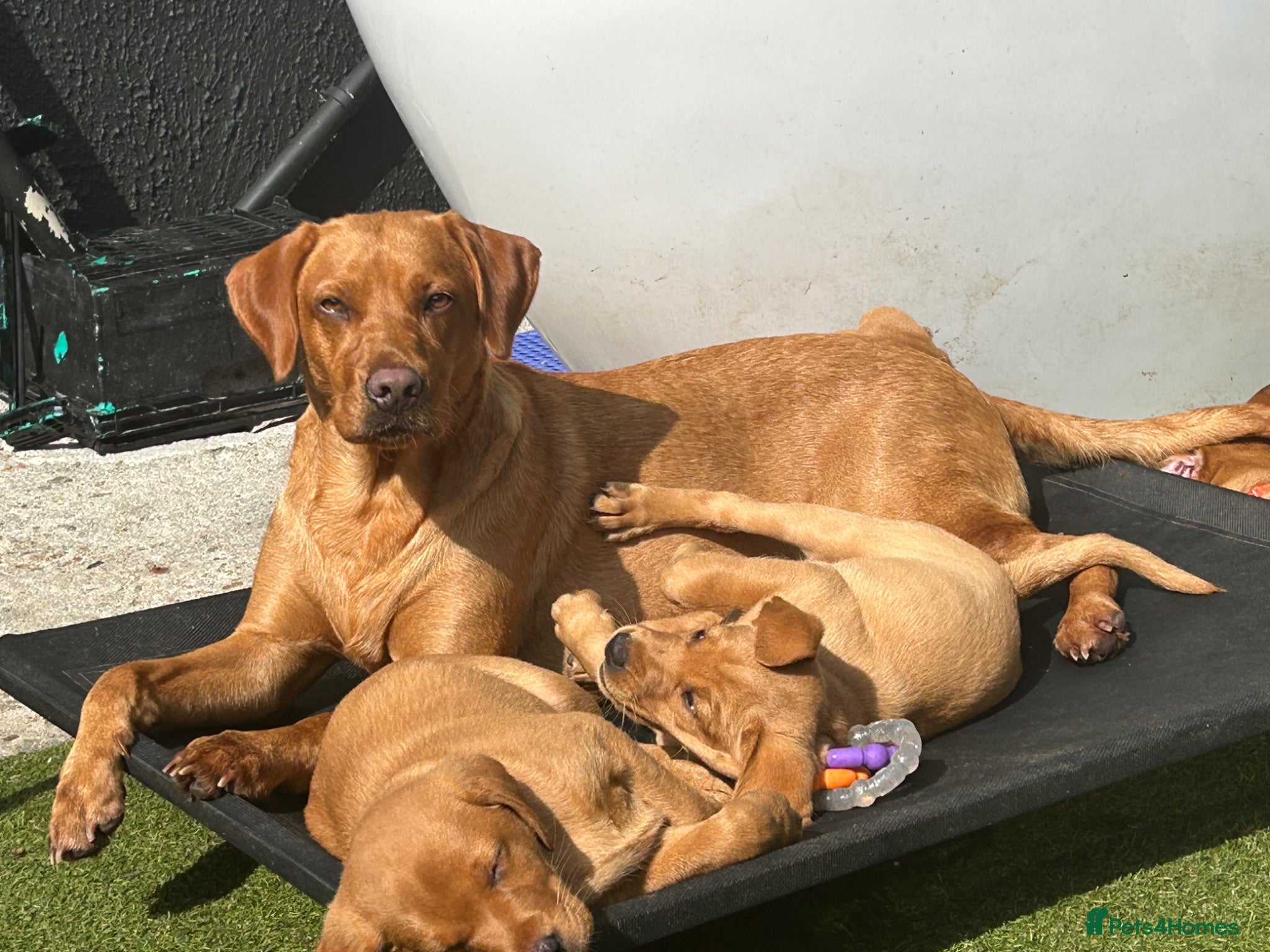 Labrador Retriever dogs Fox red Labradors puppy  - Advert 2